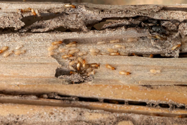 Best Bed Bug Extermination  in Magnolia, NC